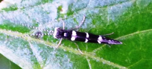 Réf. 197 185 : Leptocerus interruptus